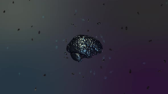 Brain 01