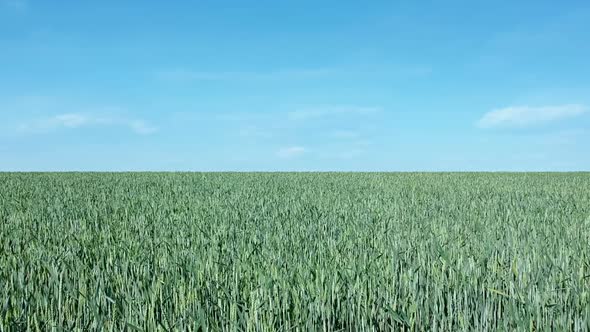 Wheat Field Flight