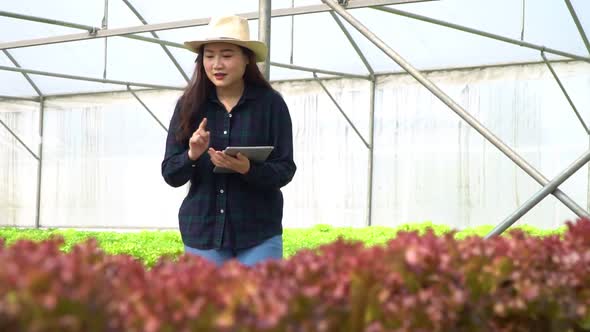 Asian women holding green oak in hydroponic vegetable farms and checking root of Greenbo and the qua