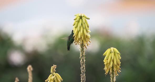 The blue-chinned sapphire hummingbird drinks nectar on the morning - a slow-motion shot