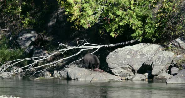 A Grizzly bear eats a fish while standing on rocks at the river's edge. There is another Grizzly eat