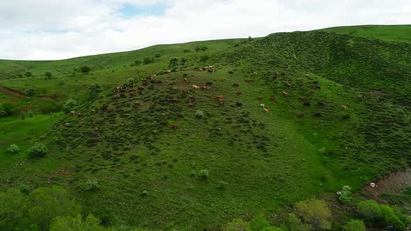 Cows Grazing On Valley