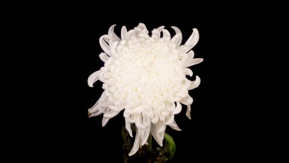 Beautiful White Chrysanthemum Flower Opening and Wilt