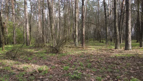 Beautiful Forest Landscape Aerial View Slow Motion