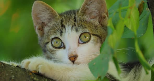 Stray Kitten on a Tree Branch