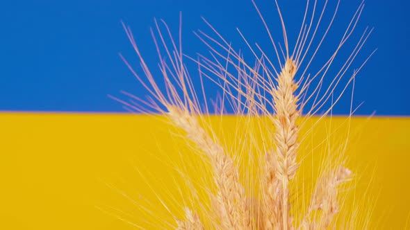Ukrainian Wheat Subject Photography of Spikelets