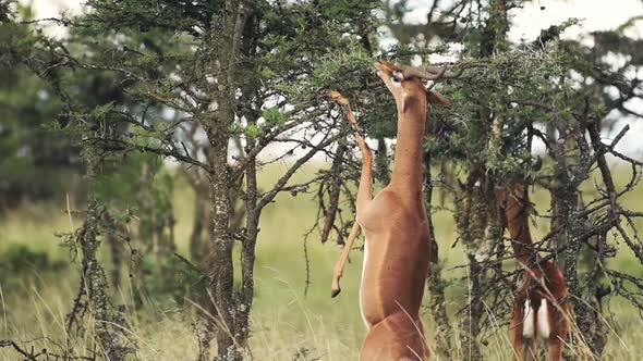 Gerenuks eating from a tree on hind legs, in the Kenyan bush, Africa