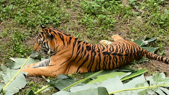 bengal tiger in a forest atmosphere