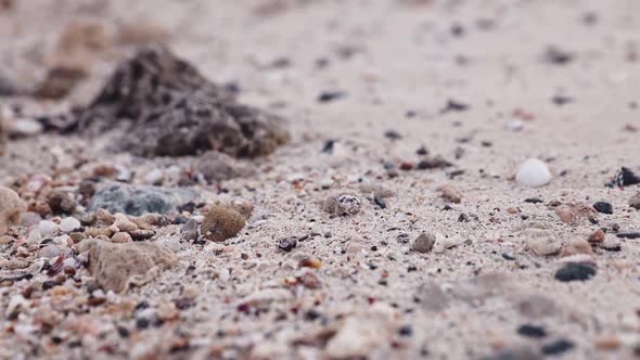 Permit Crabs Crawl on the Sand on the Sea Coast