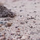 Permit Crabs Crawl on the Sand on the Sea Coast - VideoHive Item for Sale