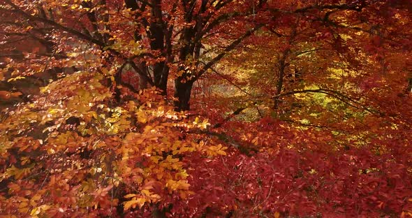 Move up the Colorful Autumn trees with yellow orange leave in fresh forest in rural mountains of Ira