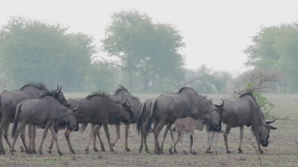 Wildebeest Walking On The Plain Field In Savannah,  Botswana On A Rainy Day - Medium Shot