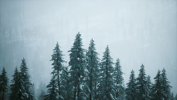 Winter Snow Covered Cone Trees on Mountainside