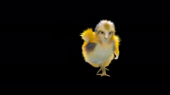 11 Baby Chicks Dancing 4K