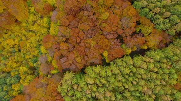 View From the Height on a Bright Autumn Forest As a Background