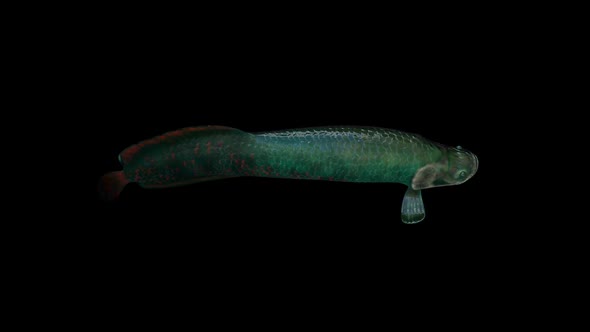 Arapaima Fish Top View alt