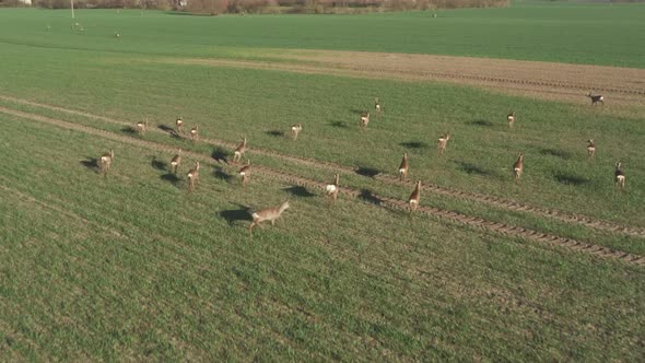 Beautiful Wildlife Scenery of Roe Deer From Above