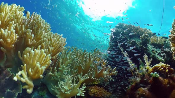 The Underwater World of a Coral Reef. Panglao, Philippines.