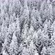 Aerial drone view of beautiful winter scenery with pine trees covered with snow. - VideoHive Item for Sale