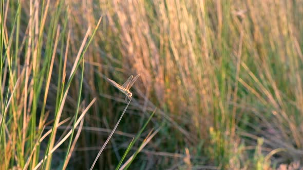 Dragonfly on a blade of grass swaying in the rays of the setting sun