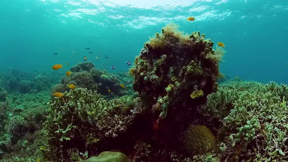 Coral Reef with Fish Underwater