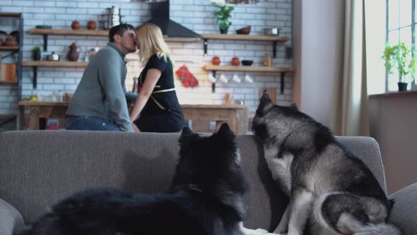 Two Huskies Are Sitting on the Couch. Woman and Man Talking in the Kitchen on the Background of