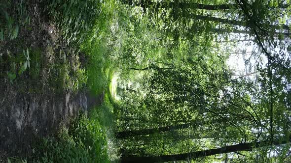 Vertical Video Aerial View Inside a Green Forest with Trees in Summer