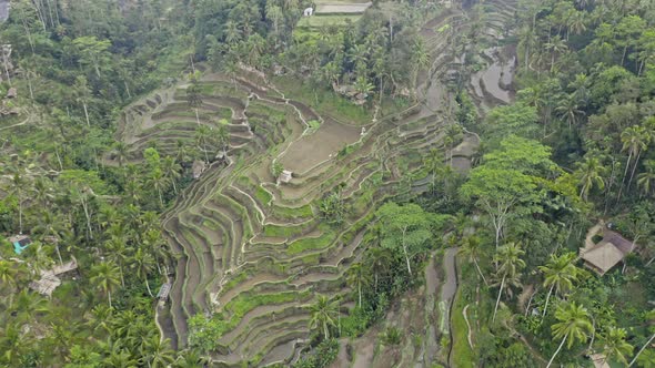 Drone Over Tegalalang Rice Terrace Fields