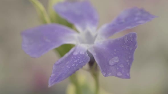 Water droplets on purple ivy flower in garden