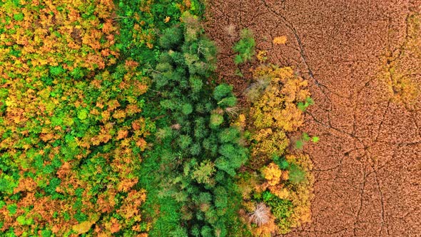 Top down view of swamps and forest in autumn