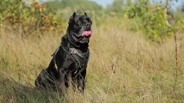 Slow Motion Of Portrait Black Cane Corso Dog Sitting Barking In Grass