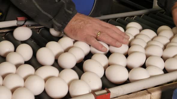 Eggs on conveyor belt sorted by human hand