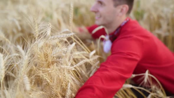 Farmer female in red shirt hand touches the golden ear wheat, wheat field farm.