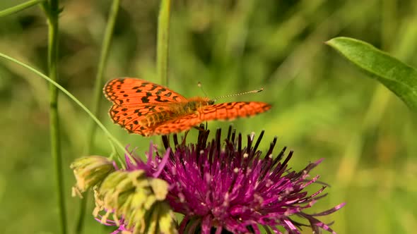 Butterfly in the summer green meadow