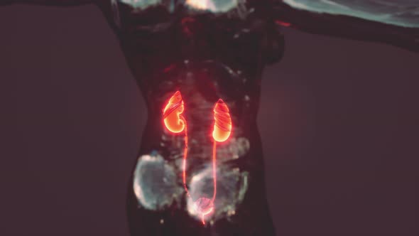 Kidney Health Care Concept with Transparent Body