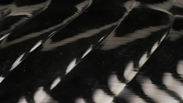 Cinematic Abstract Motion Background (No CGI used) alt