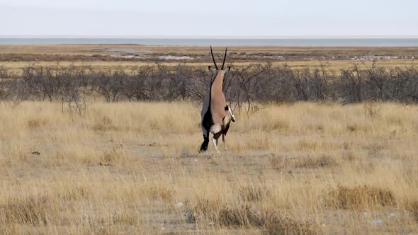 Gemsbok Mating or Oryx Mating in Etosha Namibia