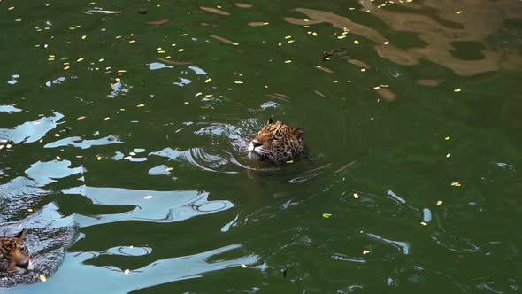 slow-motion of two jaguar tiger playing and swimming in pond