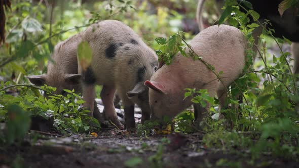 Drove of pigs eating food in the forest