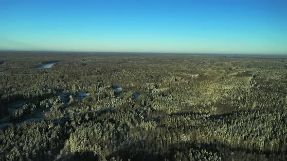 An Endless Green Forest in the North