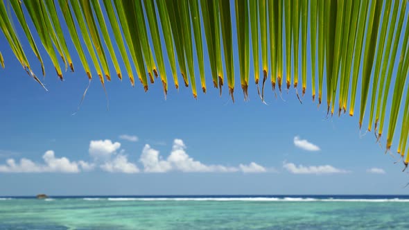 Palm Leaf on Tropical Beach Peaceful Swaying in Breeze Against Ocean Reef, Blue Sky and White Clouds