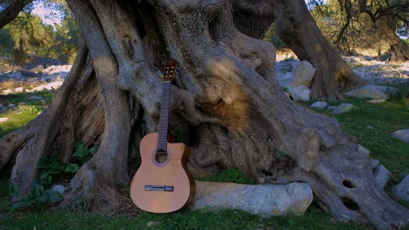 Classic guitar leaning against an very old olive tree