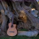 Classic guitar leaning against an very old olive tree - VideoHive Item for Sale