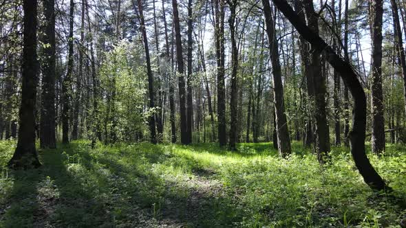 Green Forest During the Day Aerial View