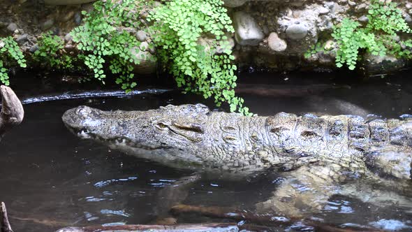 Mysterious crocodile moving backwards in water during sunny day in zoo,close up