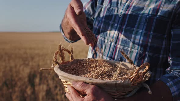 Closeup Details Old Man Farmer in the Middle 