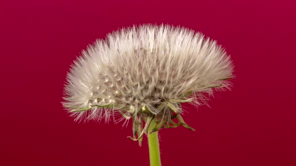 Dandelion Seed Blossom Timelapse on Red