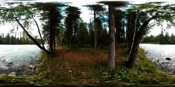 360 VR Virtual Reality of a Wild Forest. Pine Forest, Small Fast, Cold Mountain River. National Park