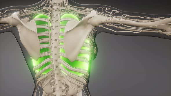 Human Lungs Radiology Exam alt