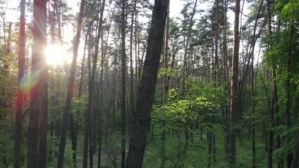 Summer Forest with Pine Trees Slow Motion